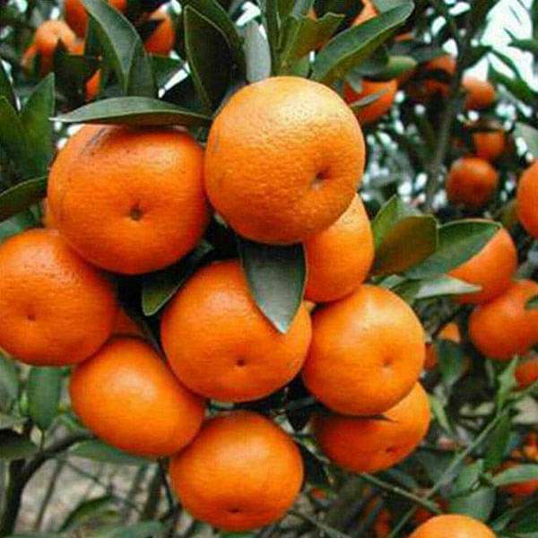 Buy Orange, Santra - 0.5 kg Seeds online from Nurserylive at lowest price.