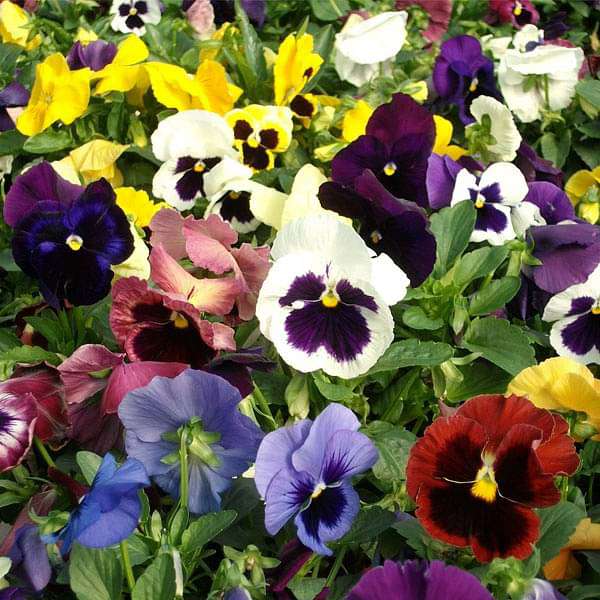 Pansy F1 Swiss Giant - Flower Seeds - Nurserylive