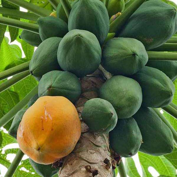 Papaya Farm Improved - Desi Fruit Seeds - Nurserylive