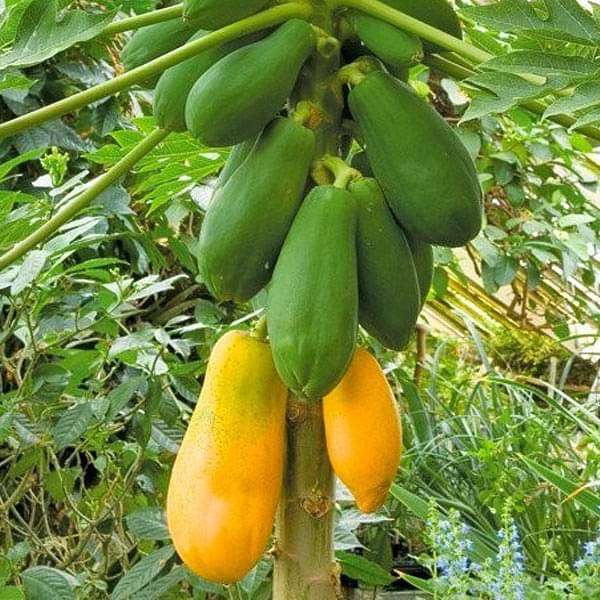 Buy Papaya Shah Nanah - Fruit Seeds online from Nurserylive at lowest price.