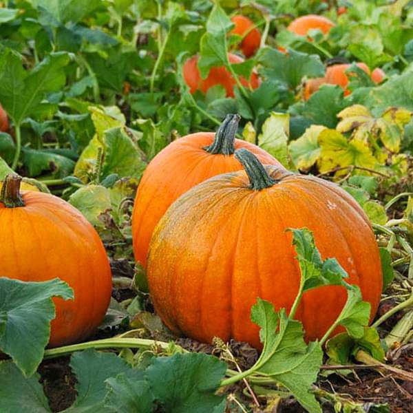 Buy Pumpkin F1 Hybrid 406 - Vegetable Seeds online from Nurserylive at  lowest price.