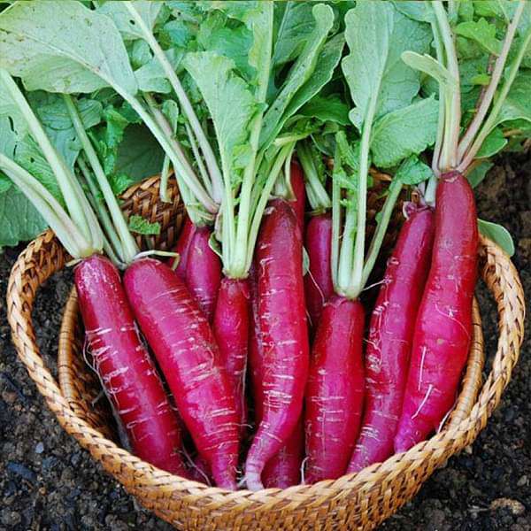 Radish F1 Long Red - Vegetable Seeds - Nurserylive