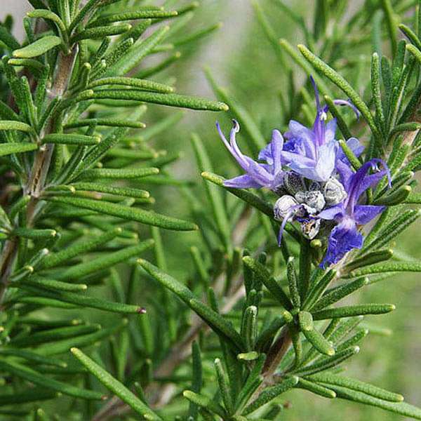 Rosemary - Herb Seeds - Nurserylive