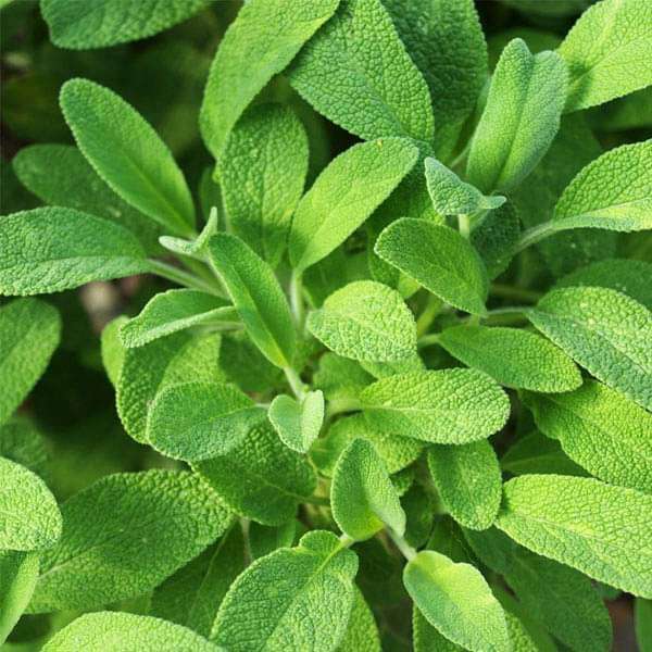 Sage - Herb Seeds - Nurserylive