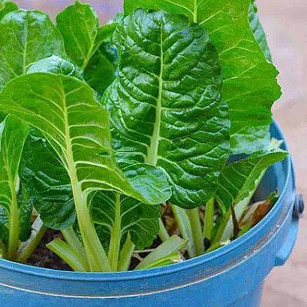 Spinach Pahari - Desi Vegetable Seeds - Nurserylive