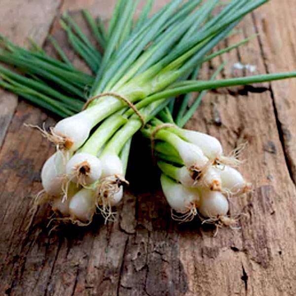 Buy Spring Cut Bunching Onion - Vegetable Seeds online from Nurserylive at  lowest price.