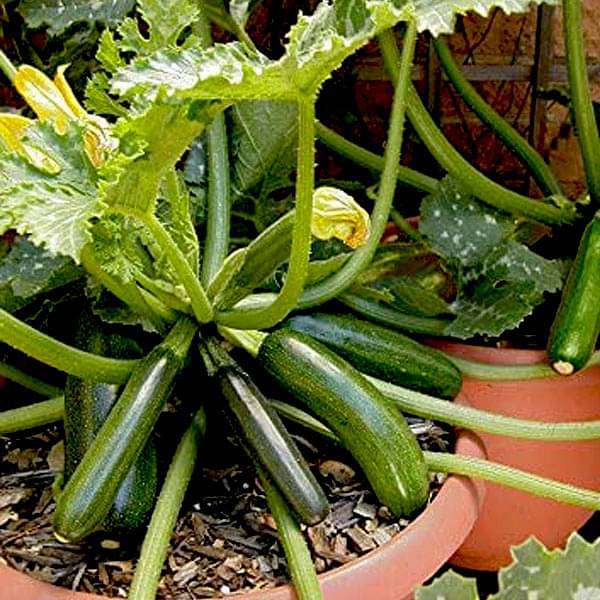 Squash Black Beauty - Vegetable Seeds - Nurserylive