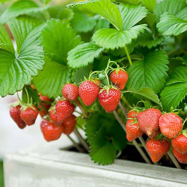 Buy Strawberry - Fruit Seeds online from Nurserylive at lowest price.