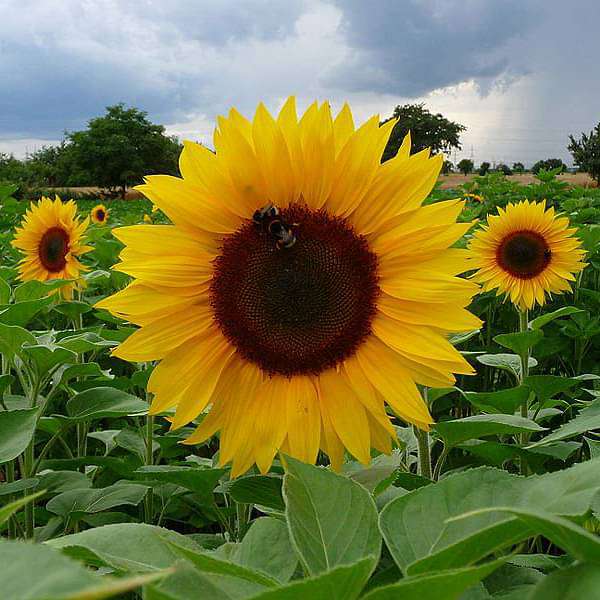 Sunflower Russian Giant - Desi Flower Seeds - Nurserylive