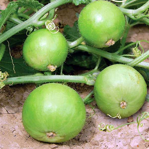 Buy Tinda - Desi Vegetable Seeds online from Nurserylive at lowest price.