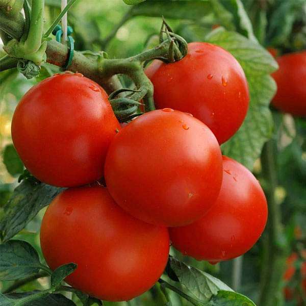 Tomato Imported Petomech - Heirloom Vegetable Seeds - Nurserylive