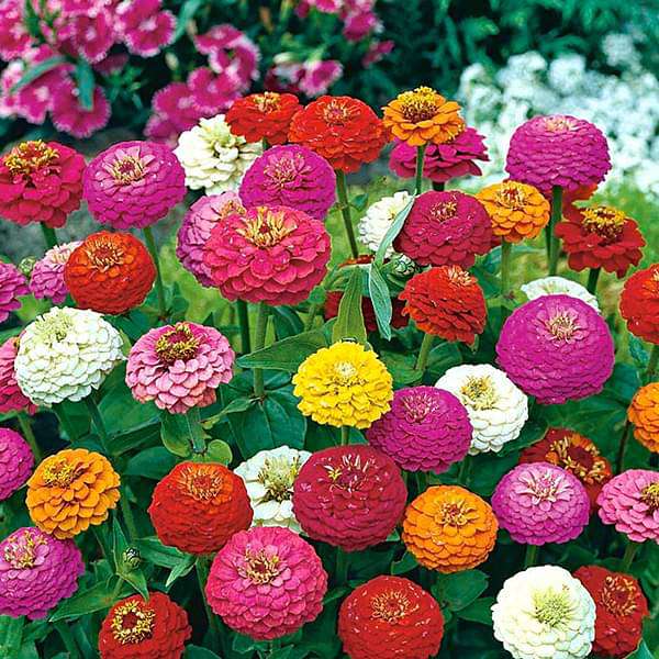 Buy Zinnia Liliput Mixed Color - Flower Seeds online from Nurserylive at  lowest price.