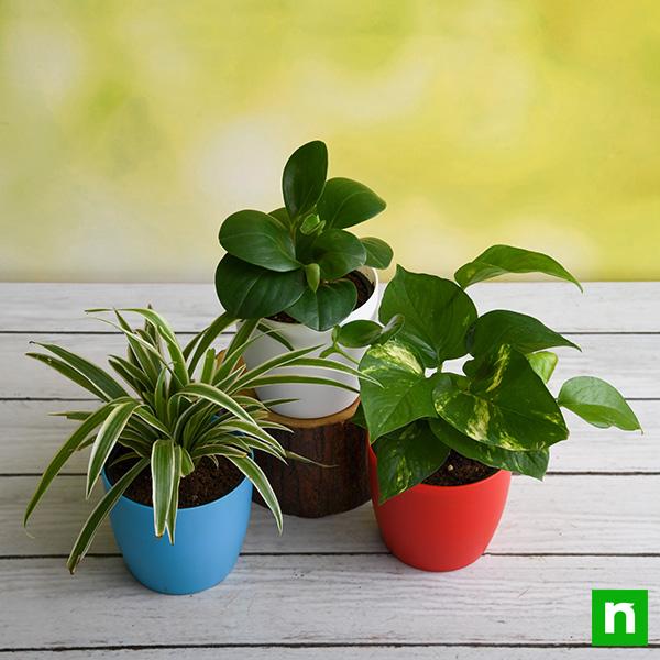 Buy Table Top / Office Desk Plants For Removing Indoor Toxins online from  Nurserylive at lowest price.