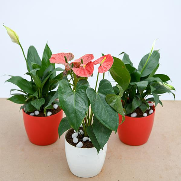 Buy Anthurium Plants online from Nurserylive at lowest price.