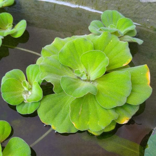 Digital improved high quality reproduction: Watercress or yellowcress is an aquatic  plant species with the botanical name Nasturtium officinale Stock Photo -  Alamy