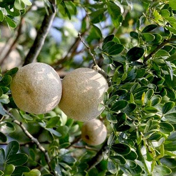 Buy Wood Apple, Tree of Vishakha Nakshatra, Libra or Tula Rashi Plant