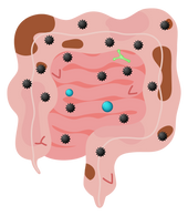 Before Unhealthy Intestinal Tract-02.png__PID:3bb2b4a6-a7e0-498b-9c04-daf85ec0b782