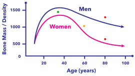 Bone Density & Age_EN-02.png__PID:d5f421d7-7262-4121-b54b-e74d7d5e76cc