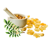 Boswellia-02.png__PID:96d13265-879a-4469-8e01-2fdbaad9426a