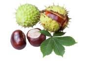 Horse Chestnut Seed Extract-02.png__PID:df7d8b28-7662-4f00-9ac3-7f10736a5b76