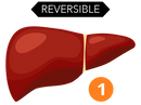 Liver 1-02.png__PID:7bf93766-5ab6-4bed-860a-cef8dc84b098