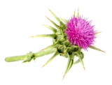 Milk Thistle Fruit Extract-02.png__PID:bf99ed82-6704-4428-a91f-c9554cbc1c1b