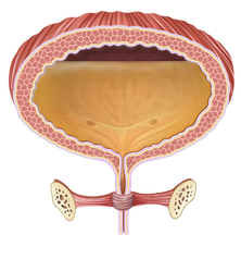 Normal Bladder Control-02.png__PID:baded17f-5d1b-4f50-b9db-4bd318129000