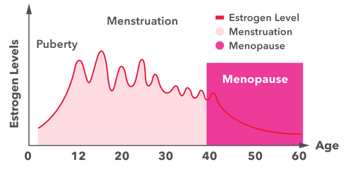 Womens phases of estrogen levels_EN-02.png__PID:7743c8fe-3dd2-4754-8ba7-c7c844090031