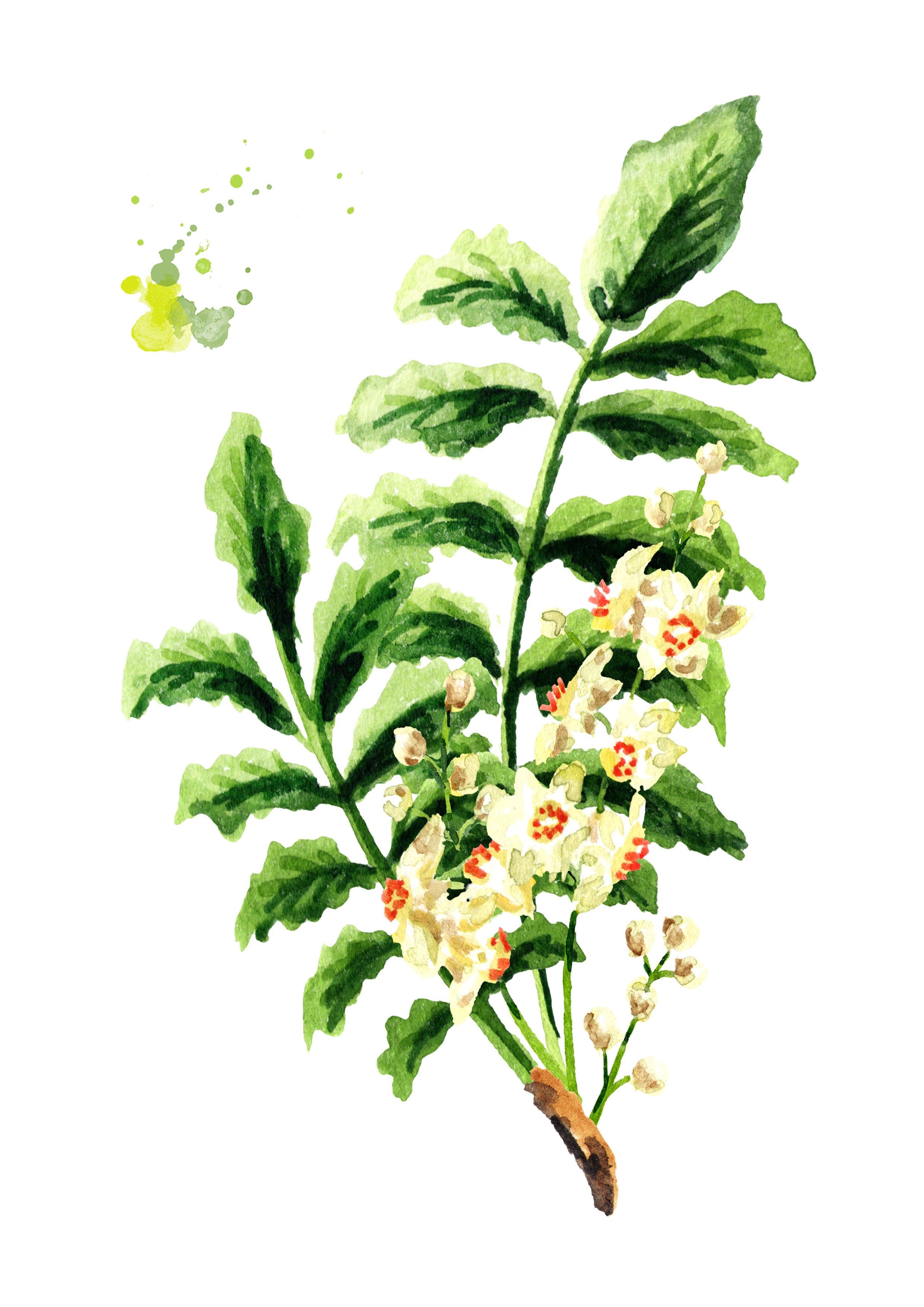 Boswellia (Frankincense)