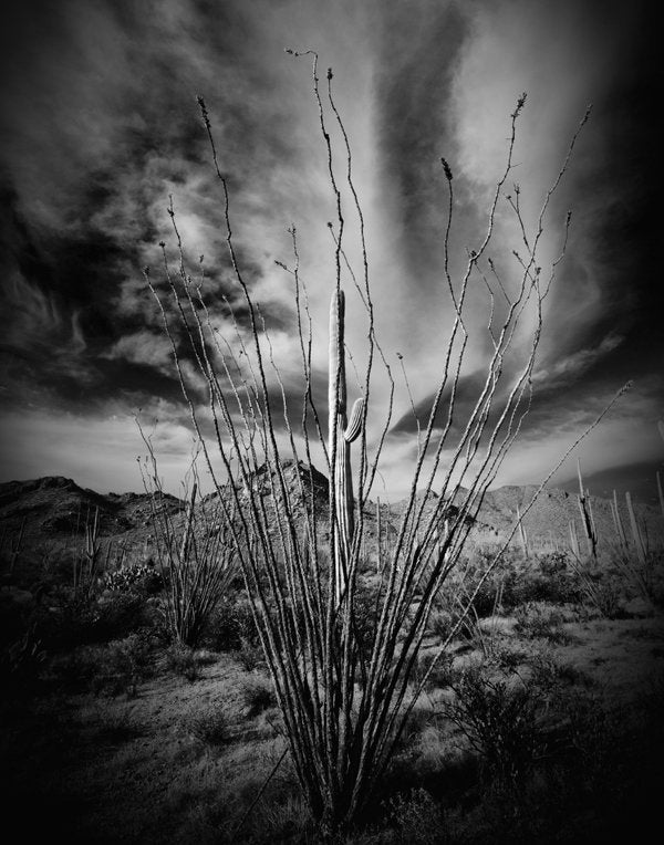 Sagauro National Park 1 - MyTheme with Green BG