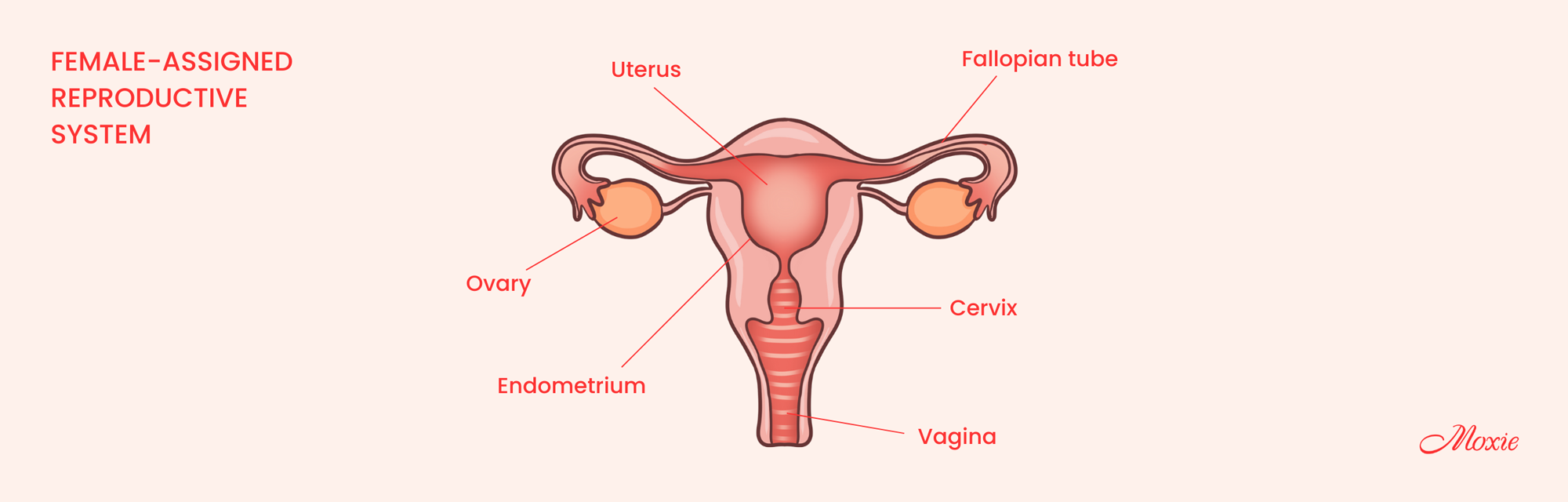 Illustrations of a female-assigned reproductive system, showing the position of the uterus, ovaries, fallopian tubes, cervix, vagina and endometrium.