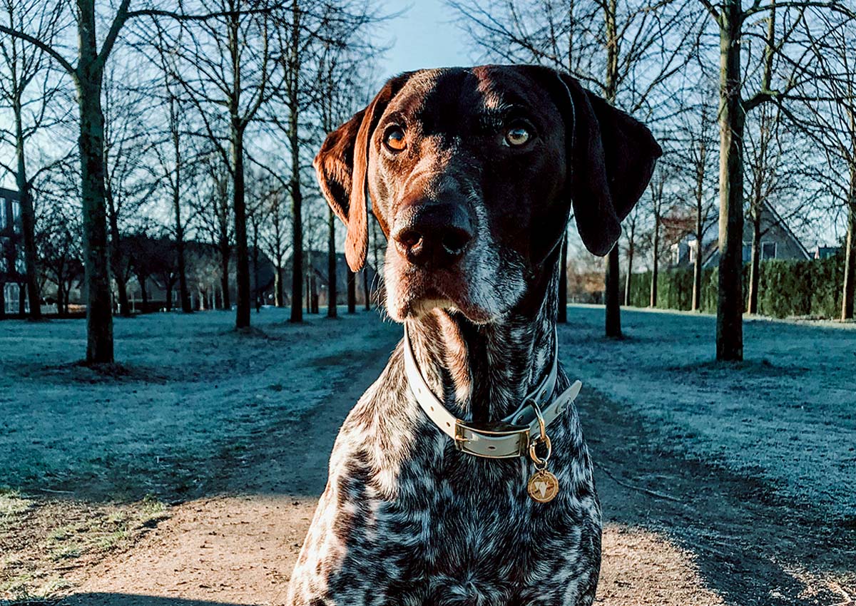 A Great Dane wearing a Valgray for Dogs grey and gold collar with personalised tags in front of an avenue of trees