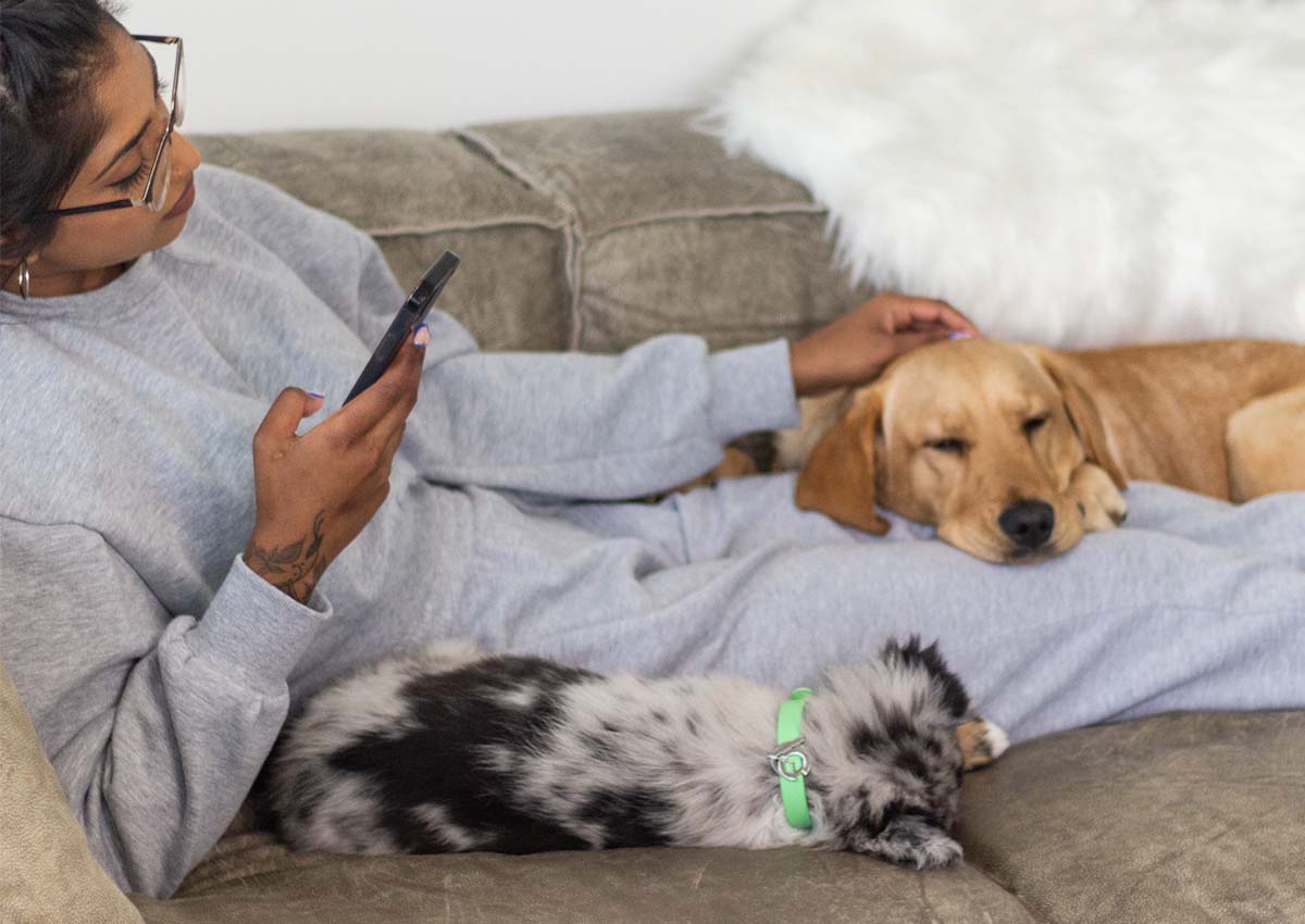 A lab and Australian Shepherd puppy in Valgray for Dogs South African luxury dog collars cuddling their owner on a couch