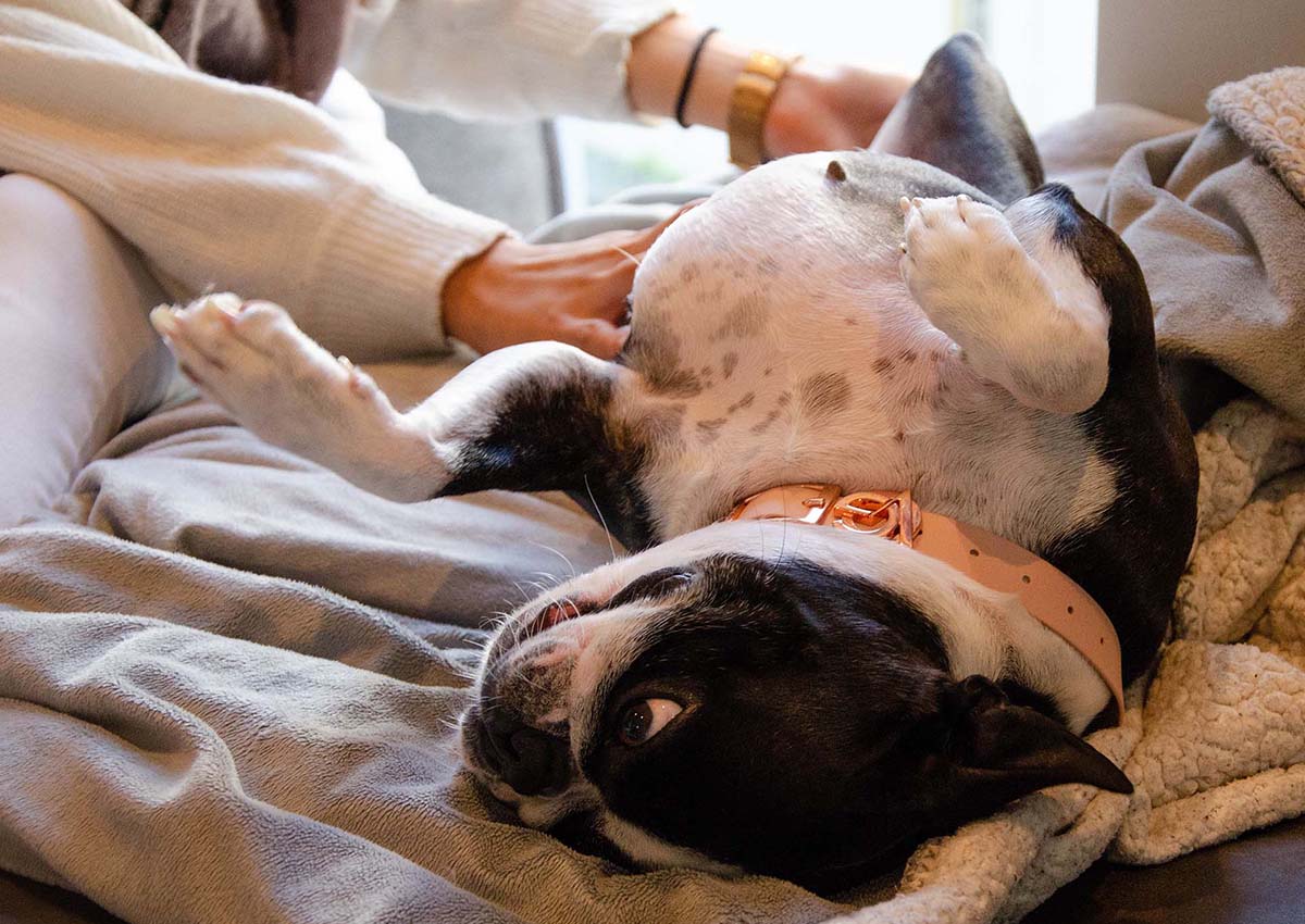 A Boston Terrier dog wearing a Valgray for Dogs pink and rose gold dog collar lying on its back while playing with its owner on a couch.