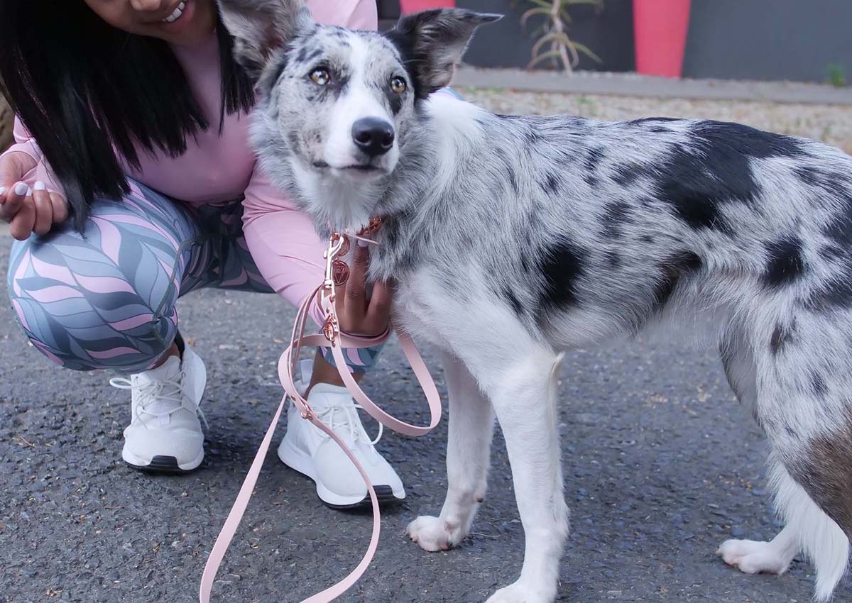 An Australian Shepherd wearing a pink and rose gold Valgray for Dogs collar and leash set with their owner in the streets of Cape Town.