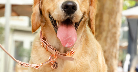 Beautiful Blush Vegan Dog Collar on Golden Retriever