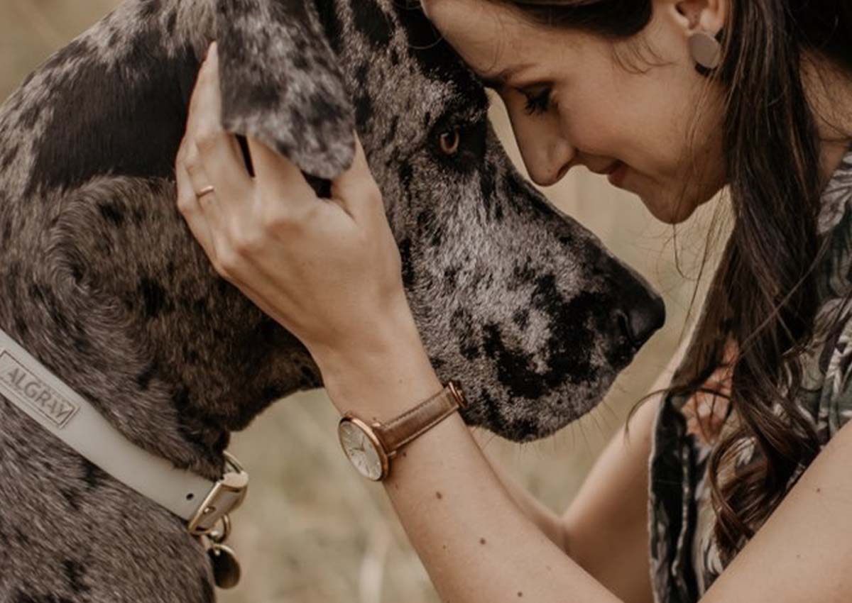 A Great Dane in a Valgray for Dogs Bone Grey and gold dog collar sitting face to face with its owner in the South Africa veld.