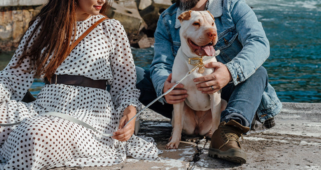 Valgray premium dog accessories Valgray, This Is Us! image of Marco and Rhodé and Juno, the Valgray family behind luxury dog collars and leashes in South African. Image shows a man, a woman and a Chinese Shar-Pei in a luxury lifestyle image in Cape Town.