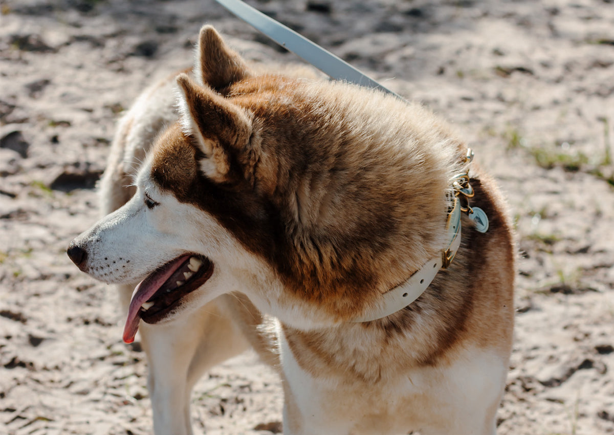 Valgray Project Cuddles & Crunchies Charity Drive Blog Image 4 of a husky rescue dog at the animal shelter. This dog is up for adoption and is looking for a home in South Africa.