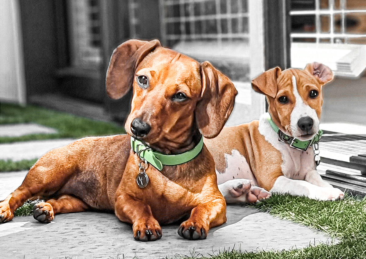 Valgray for Dogs premium dog accessory blog post image for 'Ideas for personalised Christmas gifts for dogs with Valgray'. Image shows two small dogs (a Dachshund and Jack Russell Terrier puppy) wearing luxury waterproof Valgray for Dogs Pistachio green and Silver collars while laying outside in the sun.