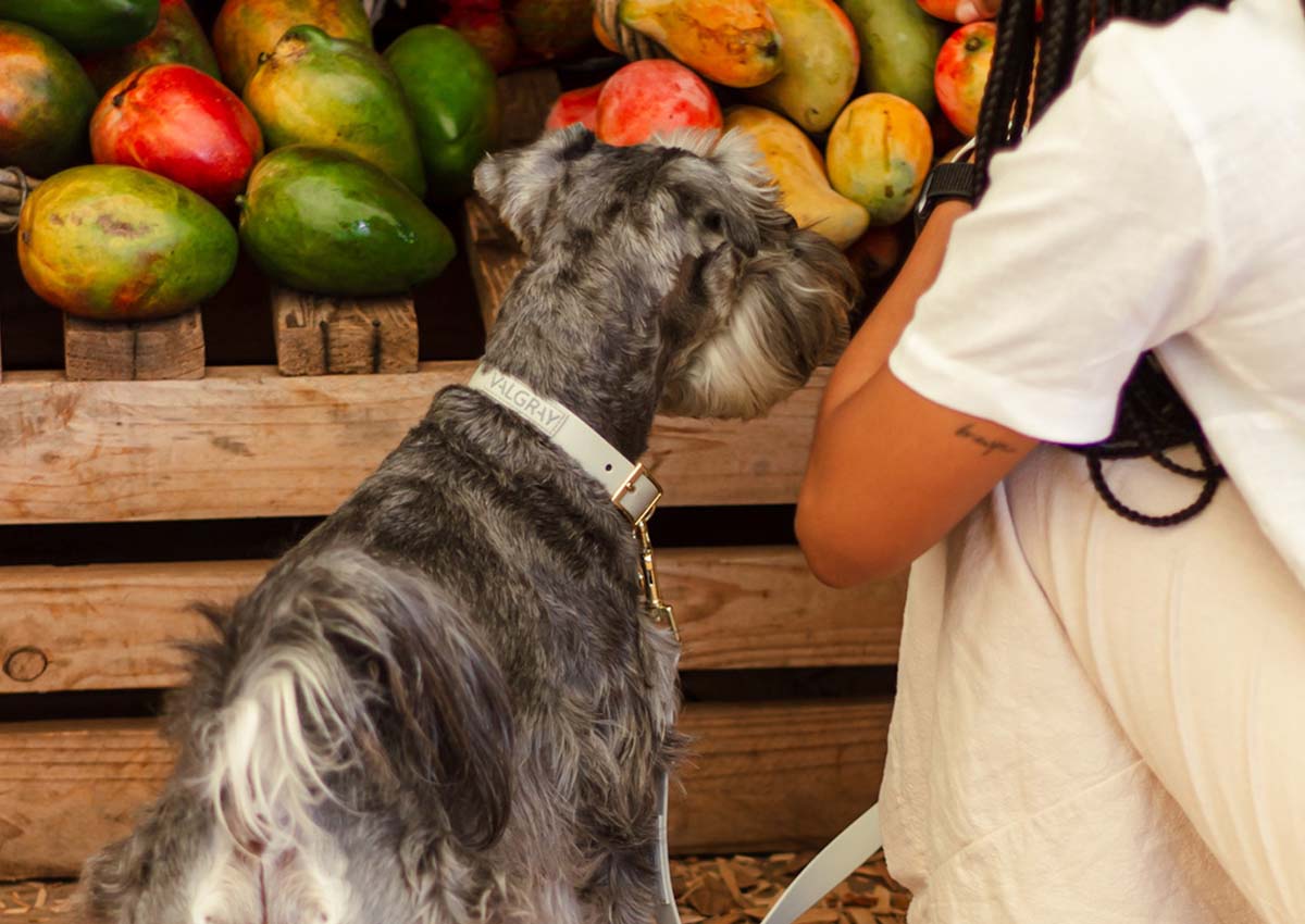 Valgray for Dogs designers dog collars and leashes based in Cape Town, South Africa blog on seven ways to show your dogs you love them and how to choose a healthy dog diet. Image shows a Miniature Schnauzer dog and owners at a local farmer's market. The Miniature Schnauzer dog is wearing a Valgray for Dogs tear-resistant, waterproof dog collar and leash set with name tags.