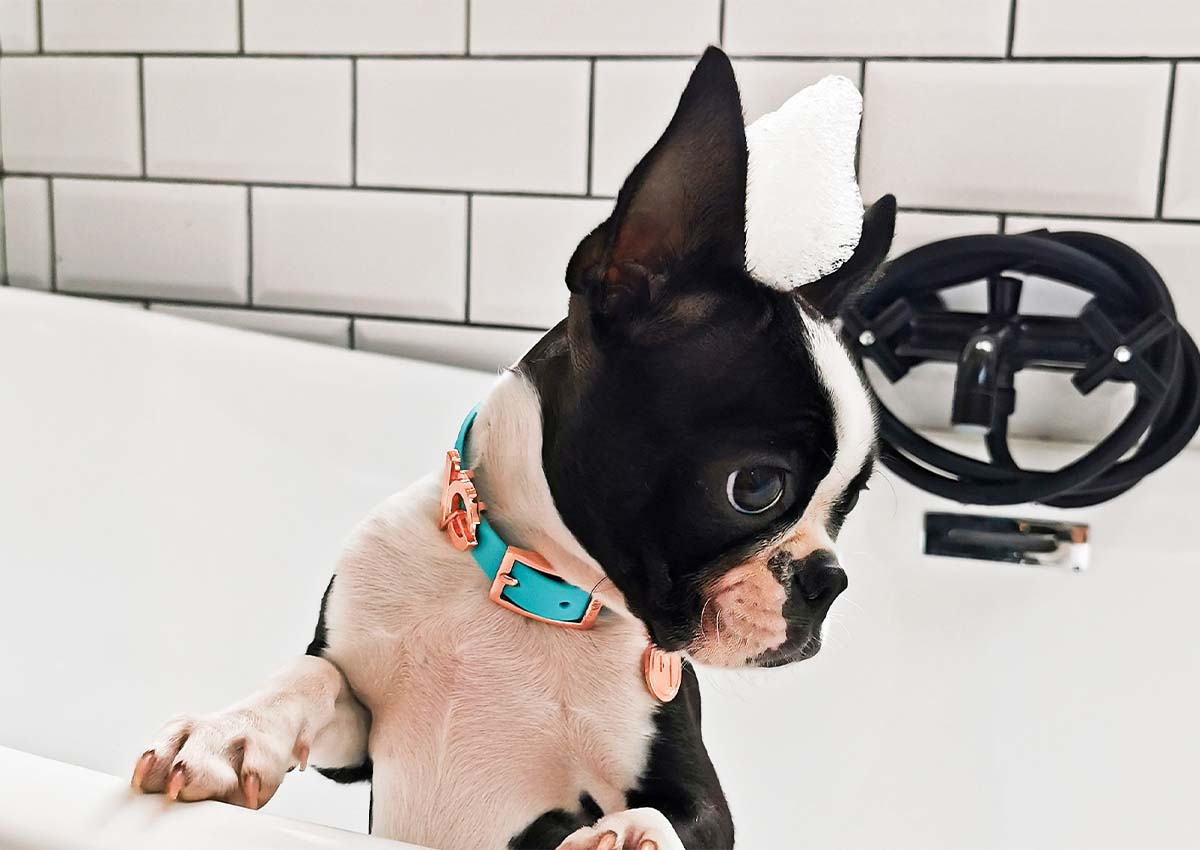 Valgray for Dogs designers dog collars and leashes based in Cape Town, South Africa blog on seven ways to show your dogs you love them and dog grooming. Image shows a boston terrier in a bathtub with bubbles on it's head. The boston terrier dog is wearing a Valgray for Dogs tear-resistant, waterproof dog collar set with personalised name tags and rose gold accessories.