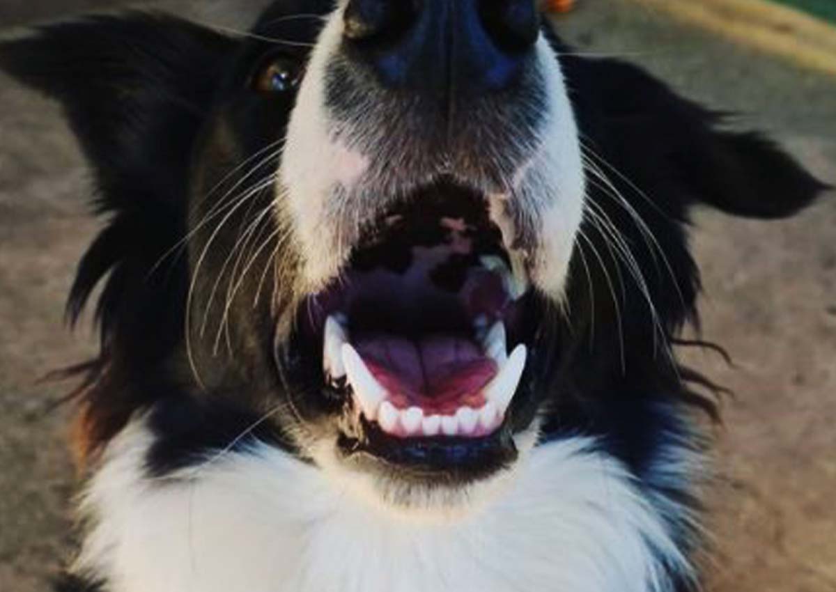 Valgray for Dogs blog post image 2 for Dog health 101: Dental health for dogs. The image shows a close-up shot of a Border Collie dog (medium-sized dog breed) with an open mouth and clean teeth.