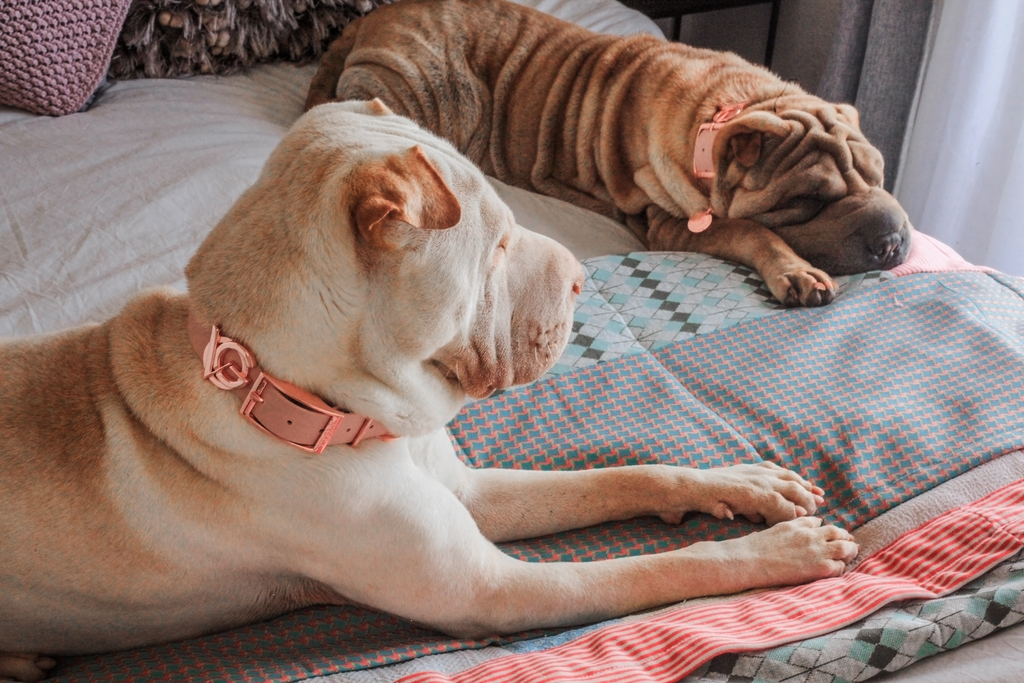Juno & Asian in stylish Valgray for Dogs waterproof premium dog collars - Blush pink & Rose Gold dog collar
