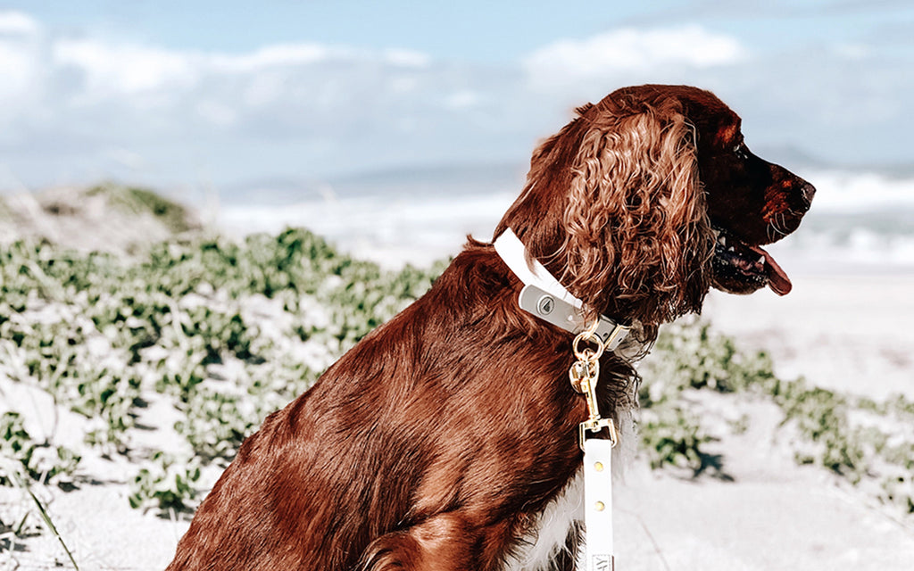 Valgray for Dogs premium dog accessory blog post image for Black Friday of a Cocker Spaniel (medium dog) wearing a Valgray for Dogs Bone premium waterproof Bone white and Yellow Gold dog collar and leash set at the beach.