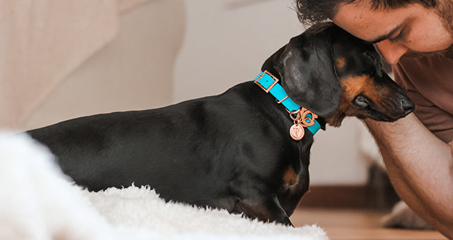 Valgray premium dog accessories Boo’s Guide To Gaining Your Pup’s Approval image of dog wearing a Valgray collar loving a human. Image shows a small dog (Dachshund/Sausage doa) wearing a Valgray Turquoise & Rose Gold dog collar with personalised name tags in a luxury lifestyle image.