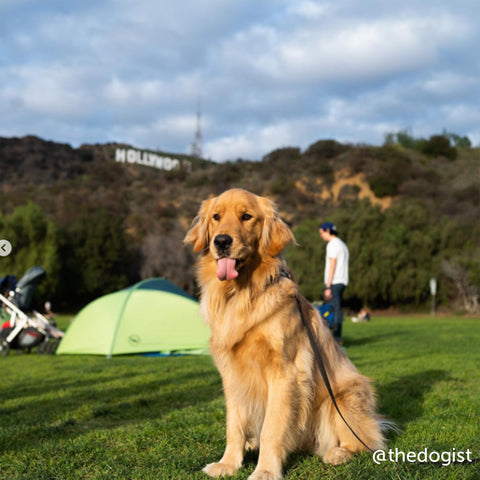 thedogist