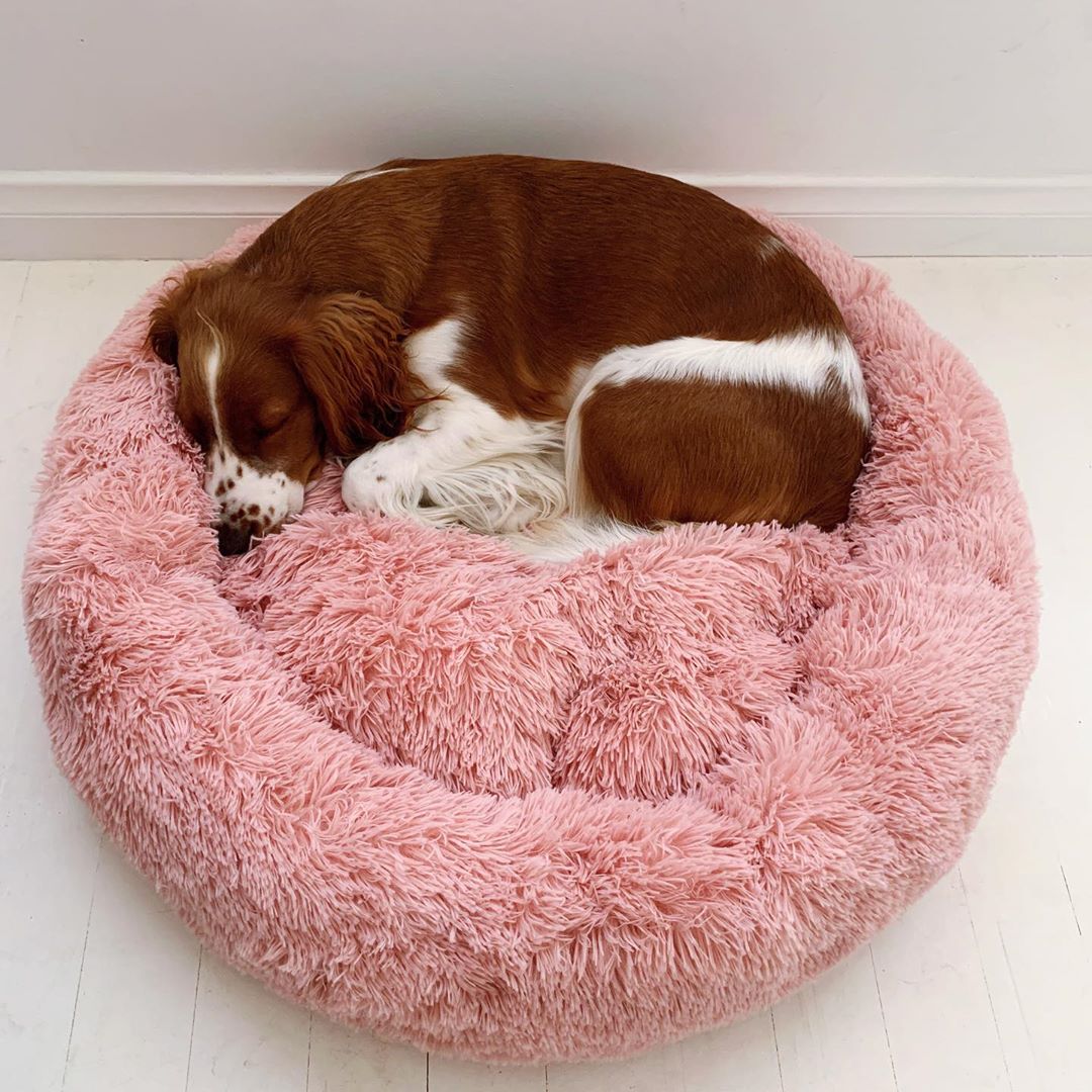 donut calming dog bed