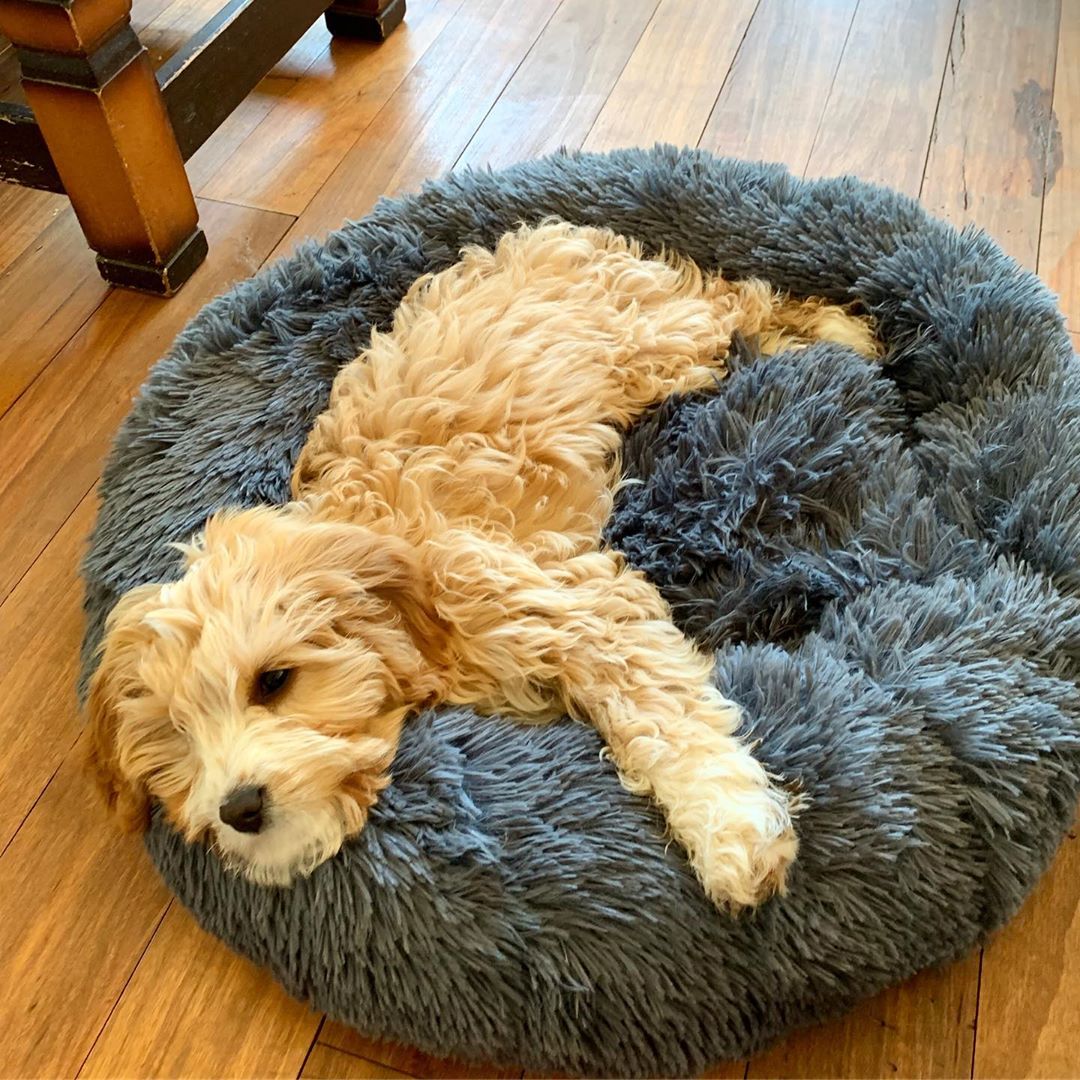 donut calming bed