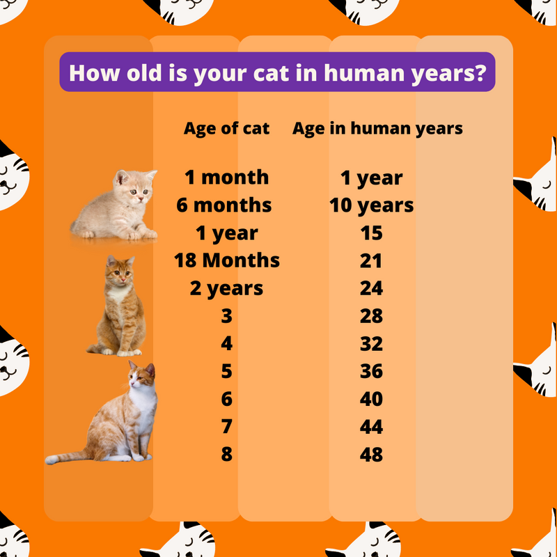 How Old Is Your Cat In Human Years? This Is Crazy!